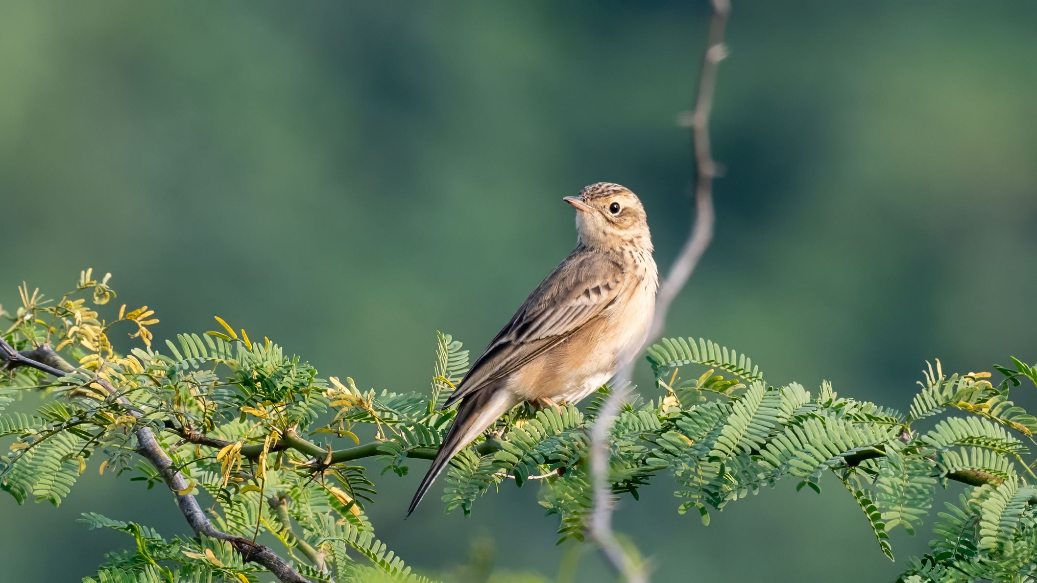 Blyth's Pipit
